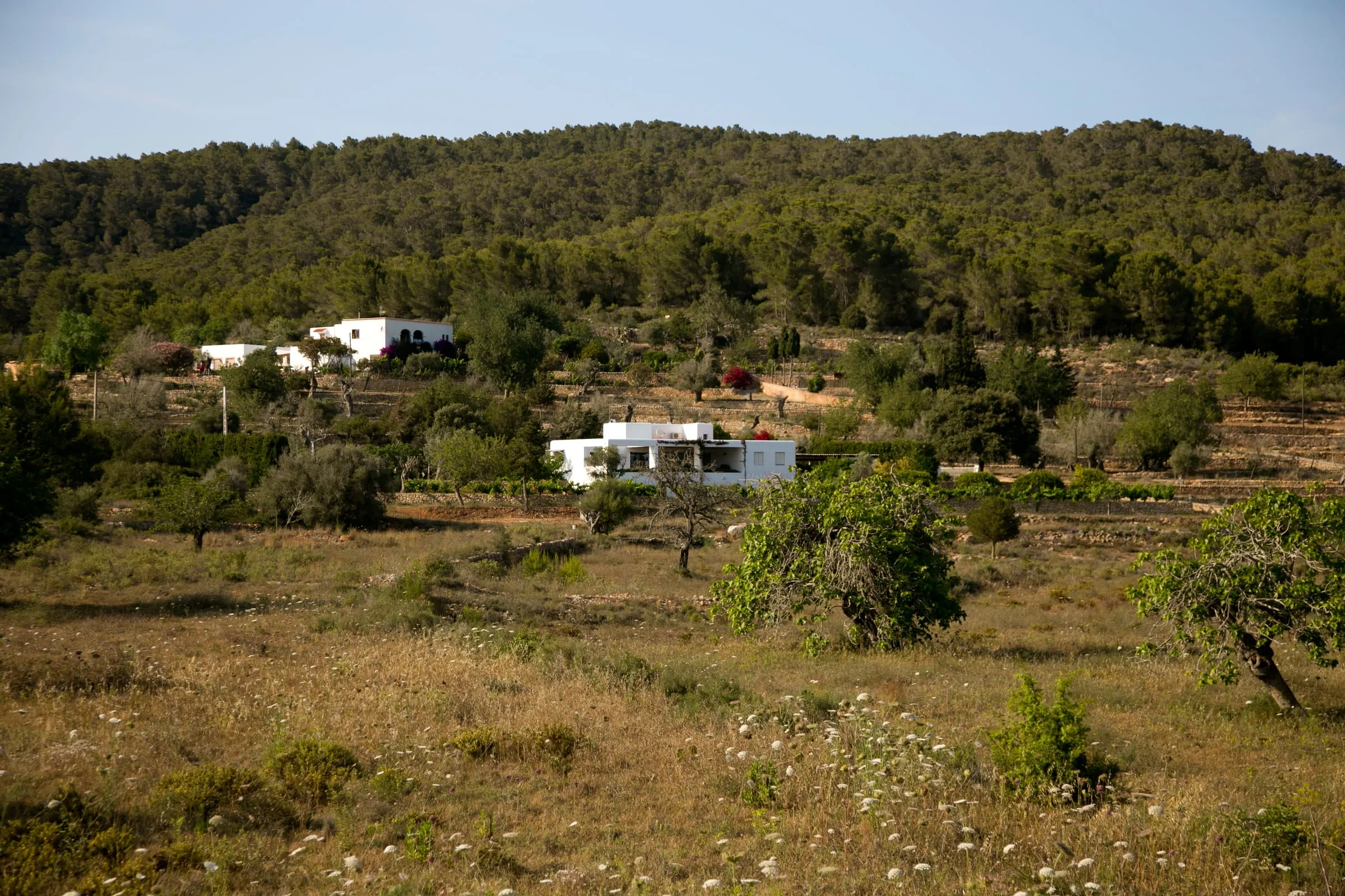 Casas blancas de campo rodeadas de árboles y monte bajo
