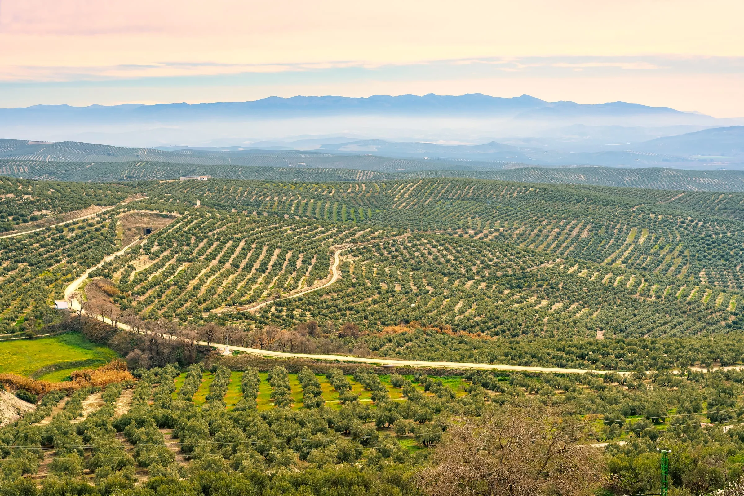 Olivares en hileras en el valle del Guadalquivir, en Jaén